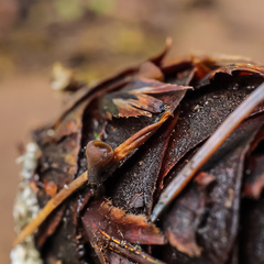 Ciboria rufofusca