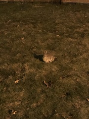 Sylvilagus floridanus