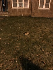 Sylvilagus floridanus