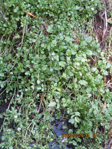 Nasturtium microphyllum