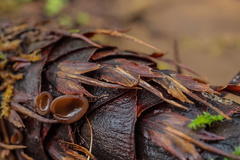 Ciboria rufofusca