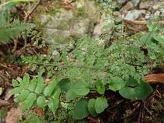 Asplenium tenuicaule