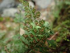 Asplenium tenuicaule