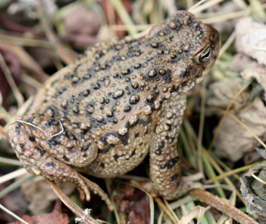 Sapo Espinoso Andino (Rhinella spinulosa) · NaturaLista.co