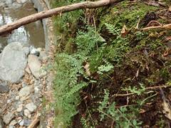 Asplenium tenuicaule