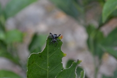 Paraphidippus aurantius
