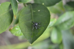 Paraphidippus aurantius