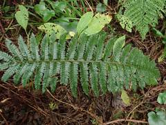 Polystichum tagawanum