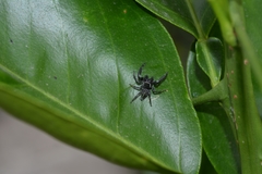 Paraphidippus aurantius