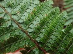 Polystichum tagawanum