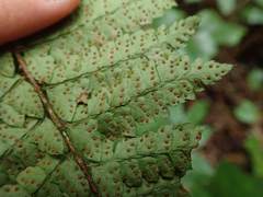 Polystichum tagawanum