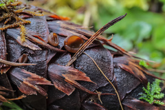 Ciboria rufofusca