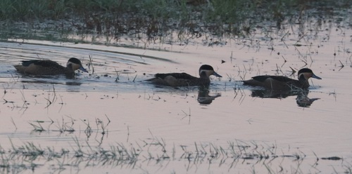 iNaturalist image