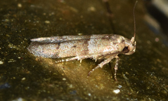 Blastobasis pulchella
