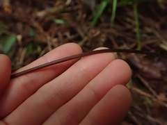 Coryphopteris japonica