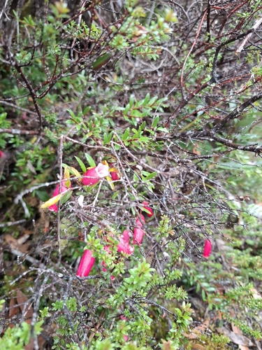 Prionotes cerinthoides observed 2026-05-03