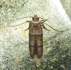 Blastobasis pulchella