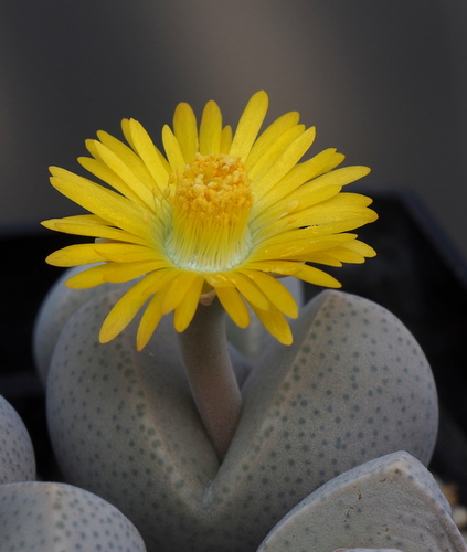 Dinteranthus microspermus