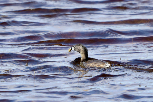 Pied-billed Grebe