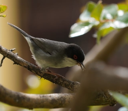 Avistamiento Curruca cabecinegra