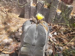 Astrophytum