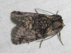 Abrostola microvalis