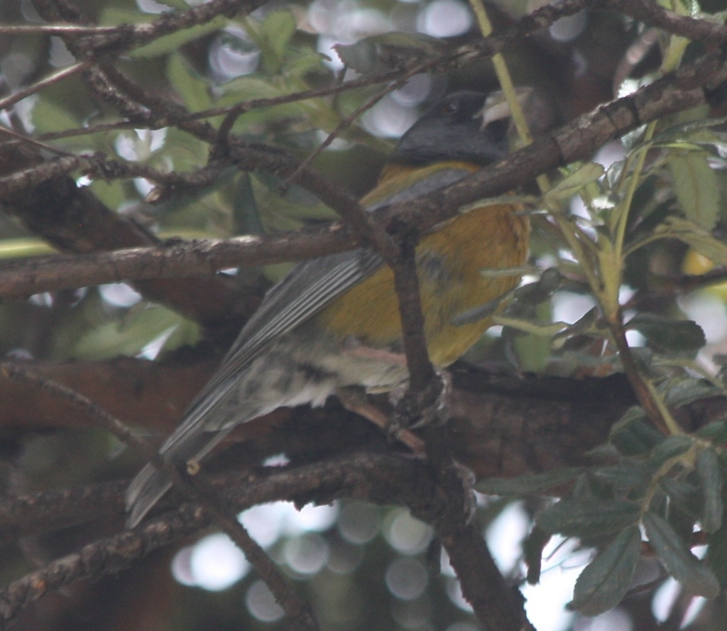 Peruvian Sierra-finch
