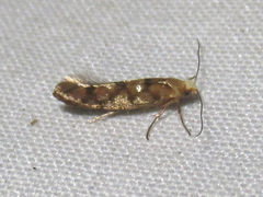 Argyresthia alternatella