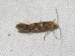 Argyresthia alternatella