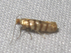 Argyresthia quadristrigella