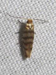 Argyresthia quadristrigella