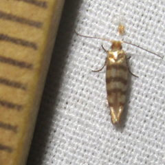 Argyresthia quadristrigella
