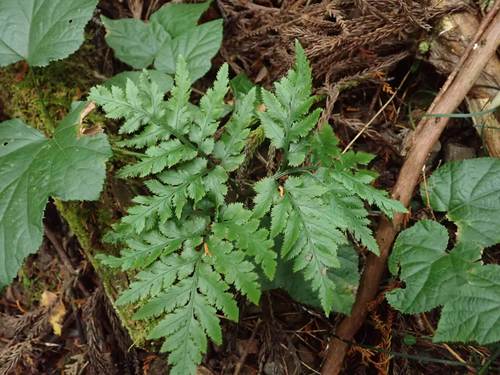 Botrychium japonicum iNat (3)