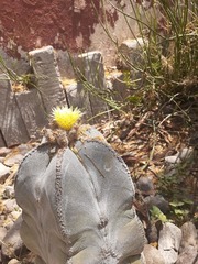 Astrophytum