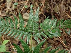 Dryopteris pacifica