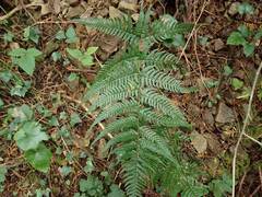 Dryopteris pacifica