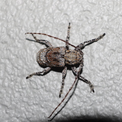 Menyllus maculicornis