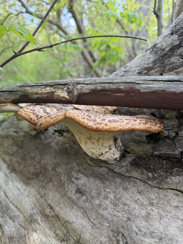 Cerioporus squamosus · May 2026 · photo: © loganstecker (iNaturalist, cc0)