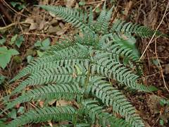 Dryopteris pacifica