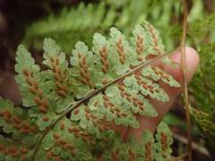 Rhachidosorus mesosorus