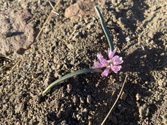 Allium parvum