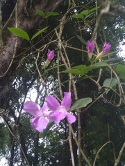 Bignonieae