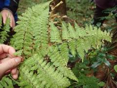 Rhachidosorus mesosorus