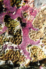 Chalinula nematifera