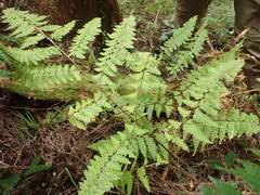 Rhachidosorus mesosorus