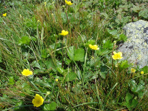 Geum peckii legacy iNaturalist observation
