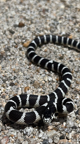 iNaturalist observation photo of California King Snake