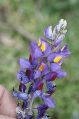 Lupinus