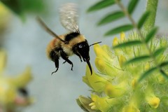 Bombus mesomelas