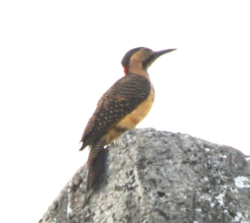 Colaptes rupicola